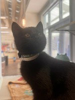 Emmet, Baby Domestic Short Hair, cat for adoption in Salinas, California
