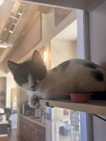 Meredith