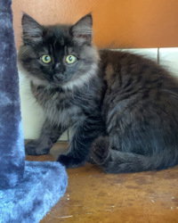 Kathleen, Baby Domestic Long Hair, cat for adoption in Salinas, California