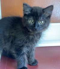 Katie, Baby Domestic Long Hair, cat for adoption in Salinas, California