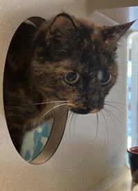 Maggie, Adult Domestic Short Hair, cat for adoption in Salinas, California