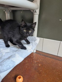 Tan, Baby Domestic Short Hair, cat for adoption in Gilroy, California