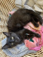 Blanc, an adoptable Domestic Short Hair in Salinas, CA
