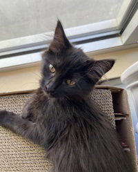 Aqua, an adoptable Domestic Short Hair in Salinas, CA