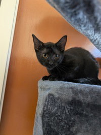 Pink, Baby Domestic Short Hair, cat for adoption in Gilroy, California
