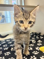Aries, an adoptable Domestic Short Hair in Salinas, CA