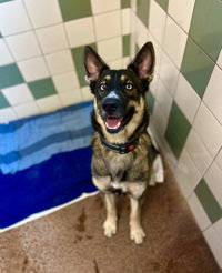 Sadie, an adoptable German Shepherd Dog in Salinas, CA