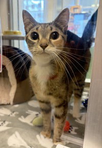 Mj, an adoptable Domestic Short Hair in Salinas, CA