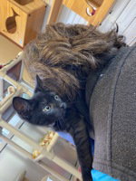 Sabrina, an adoptable Domestic Short Hair in Salinas, CA