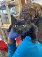 Skylar, an adoptable Domestic Short Hair in Salinas, CA