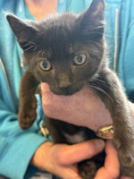 Billy, an adoptable Domestic Short Hair in Salinas, CA