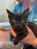 Bobby, an adoptable Domestic Short Hair in Salinas, CA