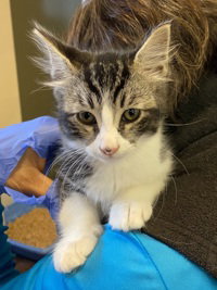 Buddy, an adoptable Domestic Short Hair in Salinas, CA