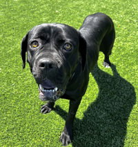 Rayna, an adoptable Cane Corso Mastiff in Salinas, CA