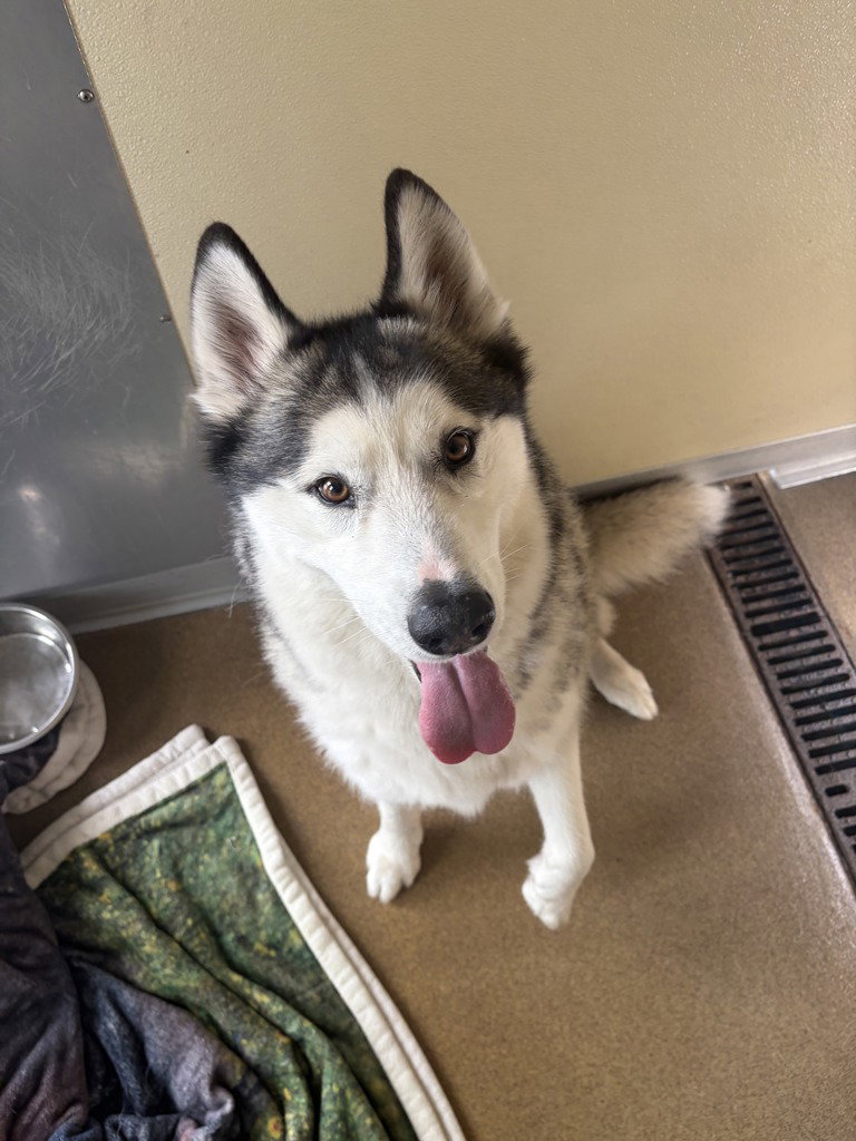 Loki