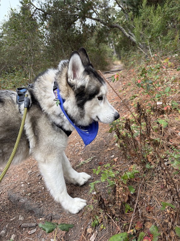 Loki