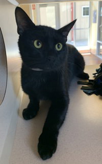 Jojo, an adoptable Domestic Short Hair in Salinas, CA