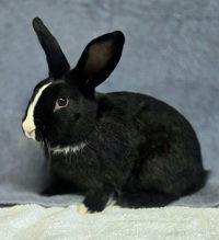 Bernard