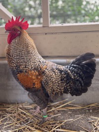 Snape, a poultry for adoption from The SPCA for Monterey County