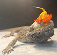 Toothless