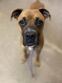 Princeton, an adoptable Boxer in Salinas, CA