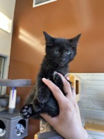 Sonny, an adoptable Domestic Short Hair in Salinas, CA