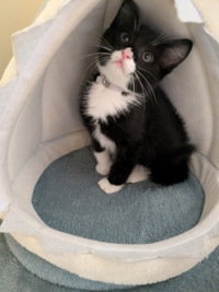 Bagheera, an adoptable Domestic Short Hair in Salinas, CA