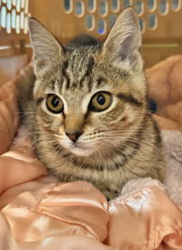 Cammie, an adoptable Domestic Short Hair in Salinas, CA