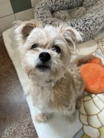 Maxwell, an adoptable Yorkshire Terrier Yorkie in Salinas, CA