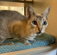 Topaz, an adoptable Domestic Short Hair in Salinas, CA