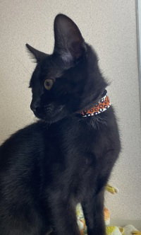 Otto
