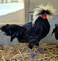 Flabbergast, a poultry for adoption from The SPCA for Monterey County