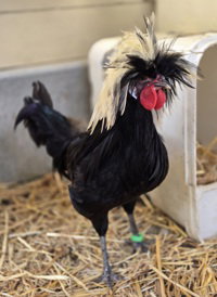 Modo, a poultry for adoption from The SPCA for Monterey County