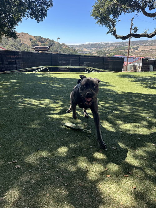 Koba photo 2