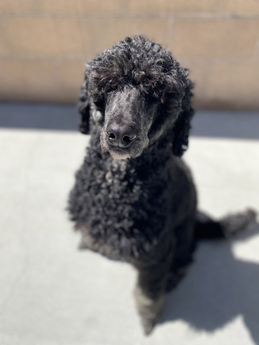 Cooper