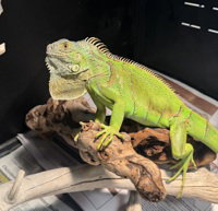 Jarvis, a iguana for adoption from The SPCA for Monterey County