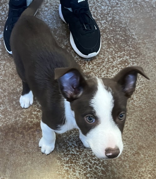 Cooper photo 3
