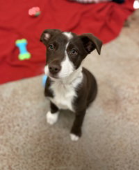 Penny