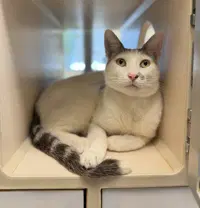 Cloud - Domestic Short Hair