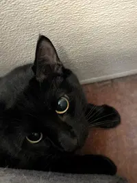 Pepper - Domestic Short Hair