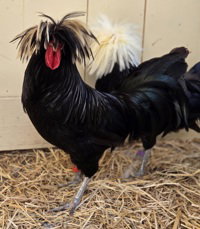 Cornelius, a poultry for adoption from The SPCA for Monterey County