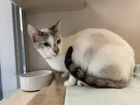 Alice - Domestic Short Hair