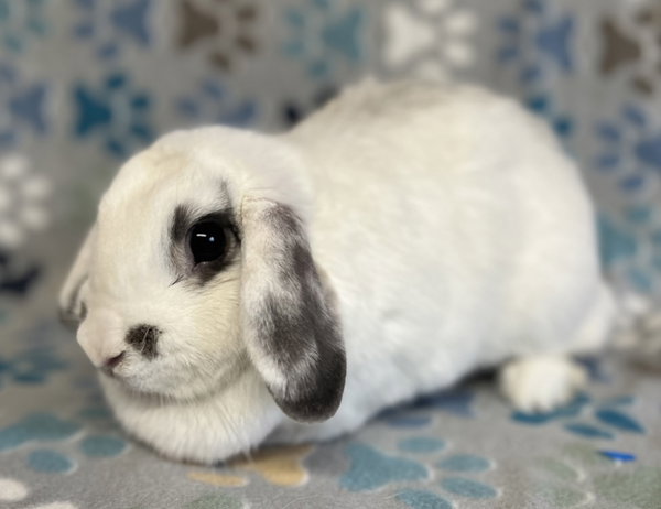 Daphne