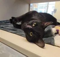 Barbara - Domestic Short Hair