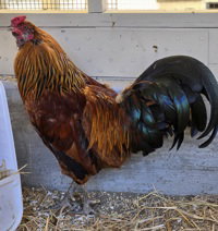 Rodney, a poultry for adoption from The SPCA for Monterey County