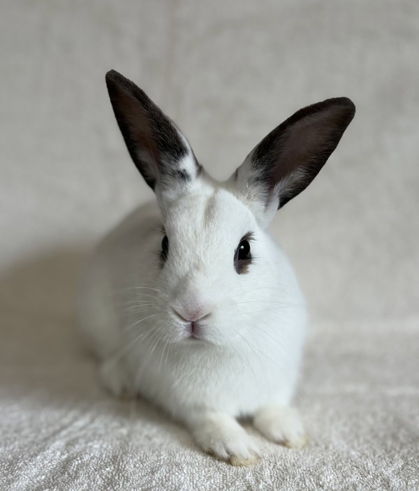 Reginald