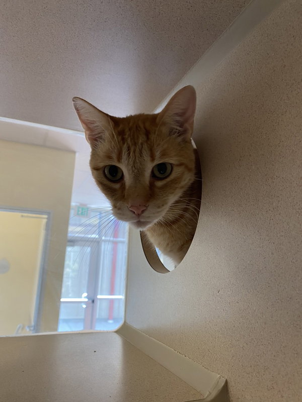 Kittles