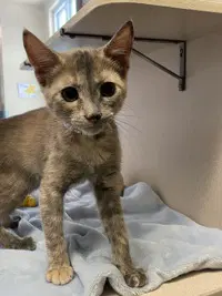 Thelma - Domestic Short Hair