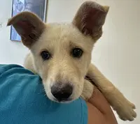 Pizza Bite - German Shepherd Dog