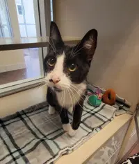 Gatsby - Domestic Short Hair